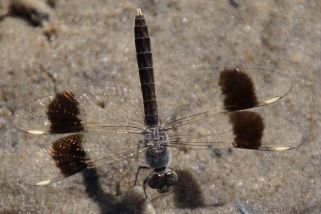 Brachythemis leucosticta - __Brachythemis leucosticta